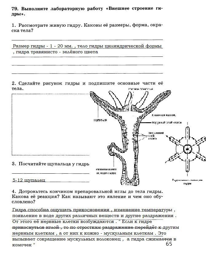 Кракен лег